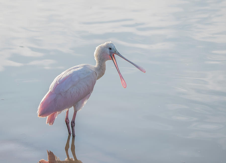 Roseate Spoonbill 2195-111320 Photograph by Tam Ryan