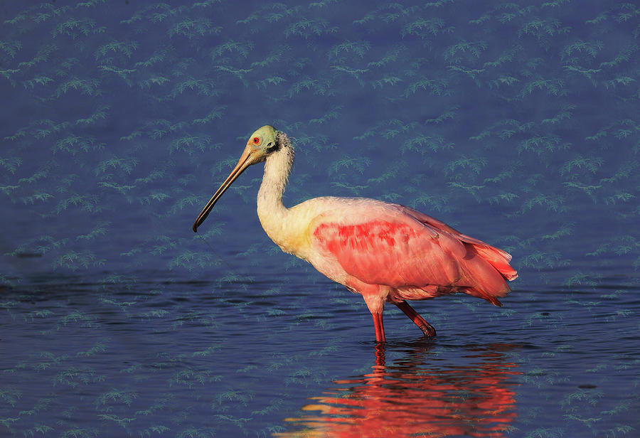 Roseate Spoonbill 22 Photograph by Mingming Jiang