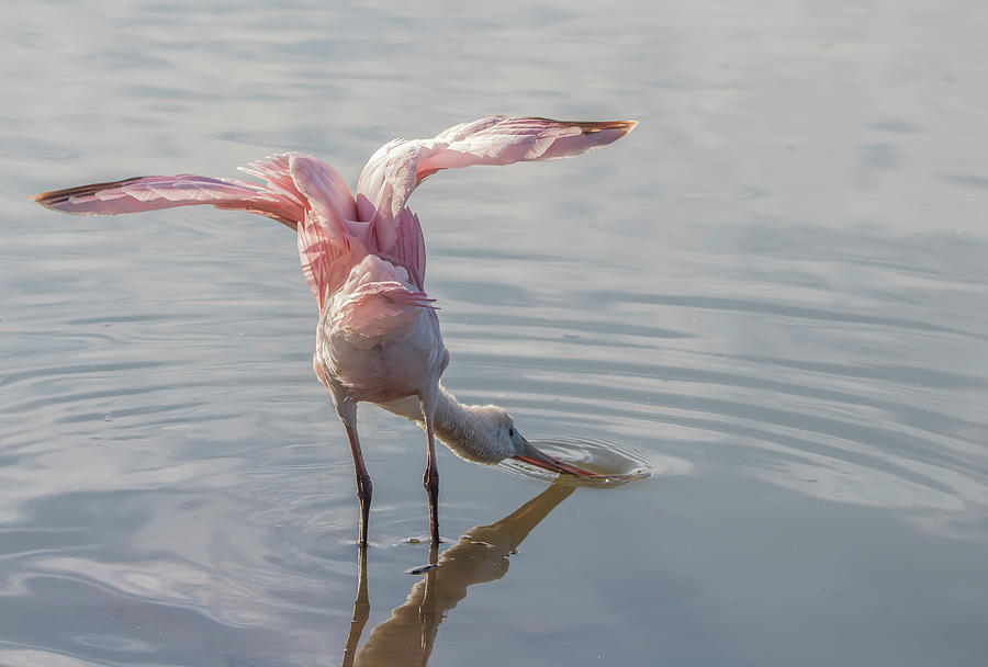 Roseate Spoonbill 2219-111320 Photograph by Tam Ryan