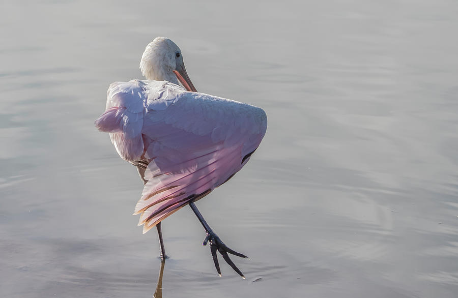 Roseate Spoonbill 2316-111320-2 Photograph by Tam Ryan