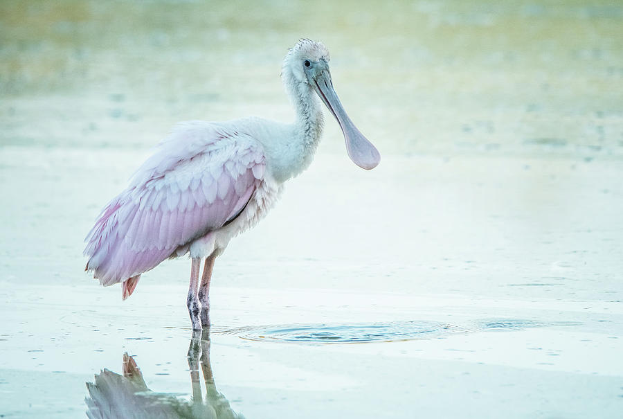 Roseate Spoonbill 2412-093020-2 Photograph by Tam Ryan