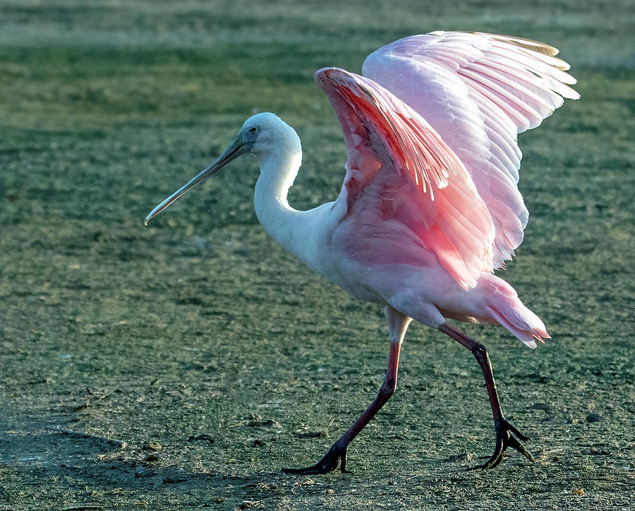 Roseate Spoonbill 2671-070821-2 Photograph by Tam Ryan