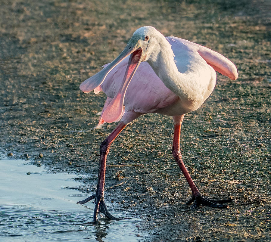 Roseate Spoonbill 2702-070821-2 Photograph by Tam Ryan