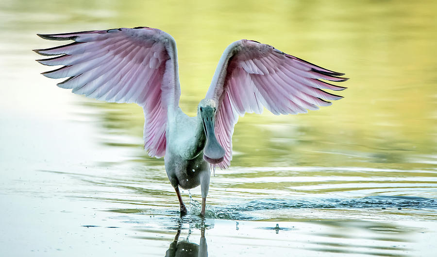 Roseate Spoonbill 3616-100620-2 Photograph by Tam Ryan