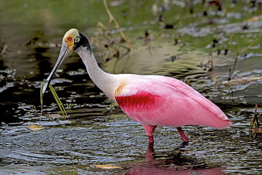 Roseate Spoonbill 3666 Photograph by Matthew Lerman - Fine Art America