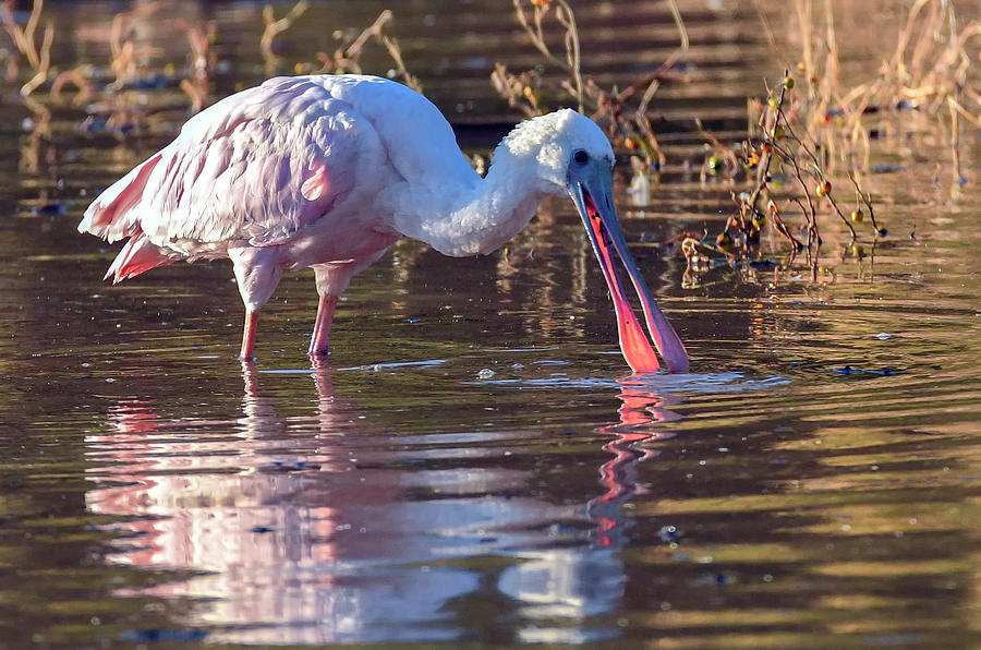 Roseate Spoonbill 3933-010121-2 Photograph by Tam Ryan
