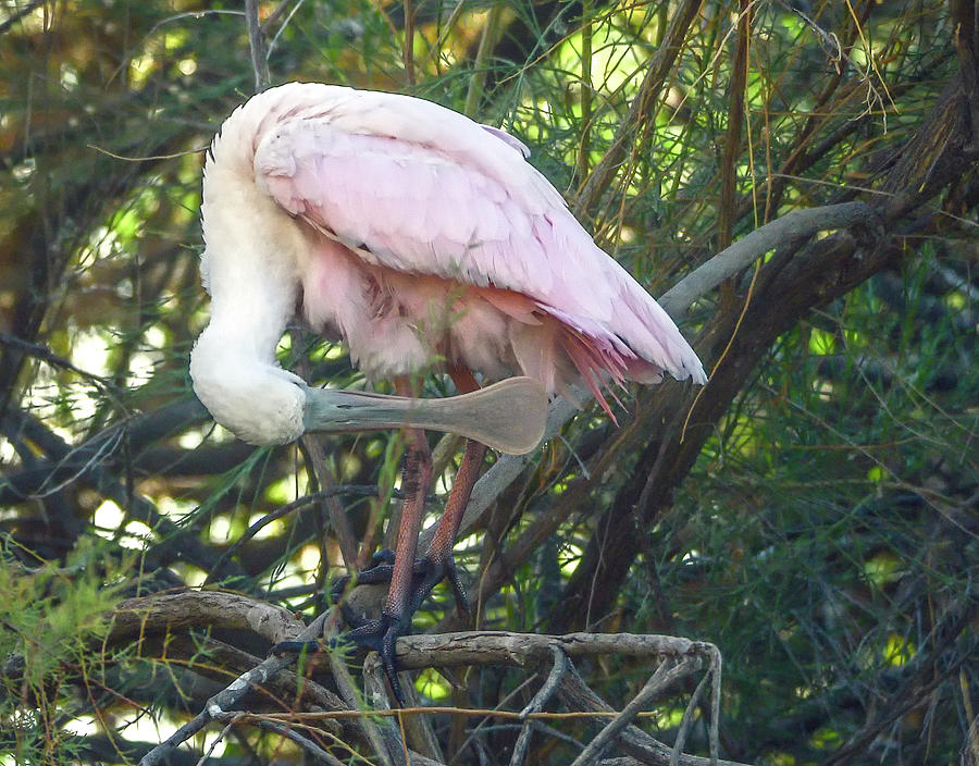Roseate Spoonbill 3942-010121-2 Photograph by Tam Ryan