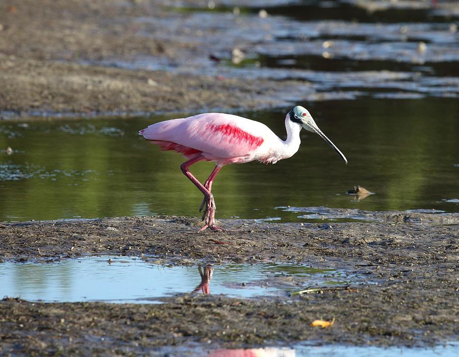 Roseate Spoonbill 4 Photograph by Mingming Jiang