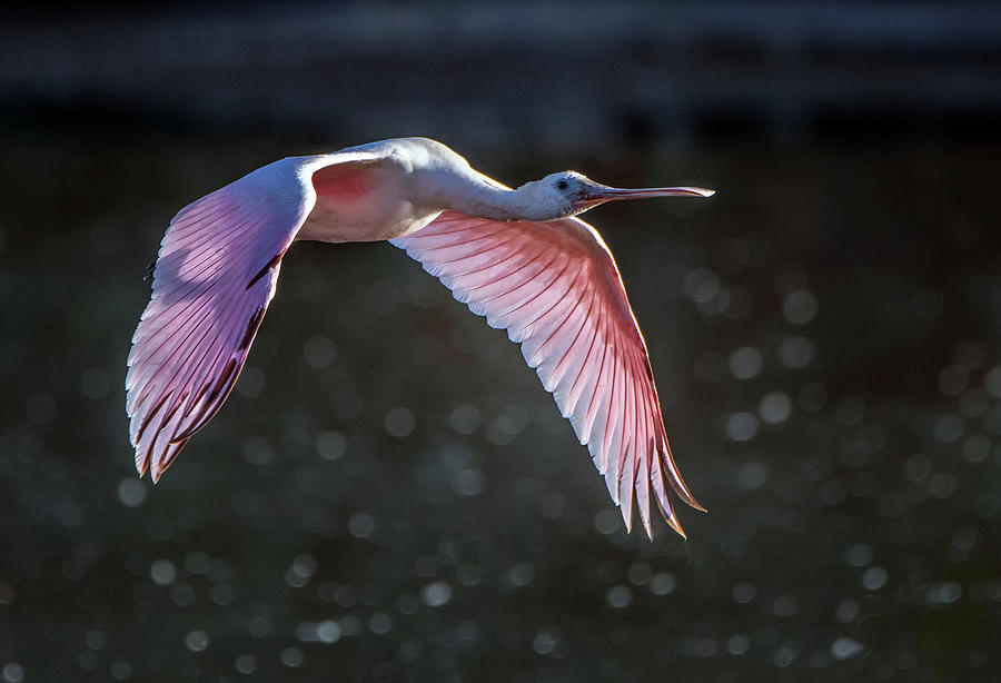 Roseate Spoonbill 4176-101320-2 Photograph by Tam Ryan