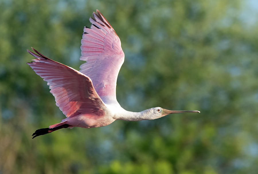 Roseate Spoonbill 4473-073021-2 Photograph by Tam Ryan