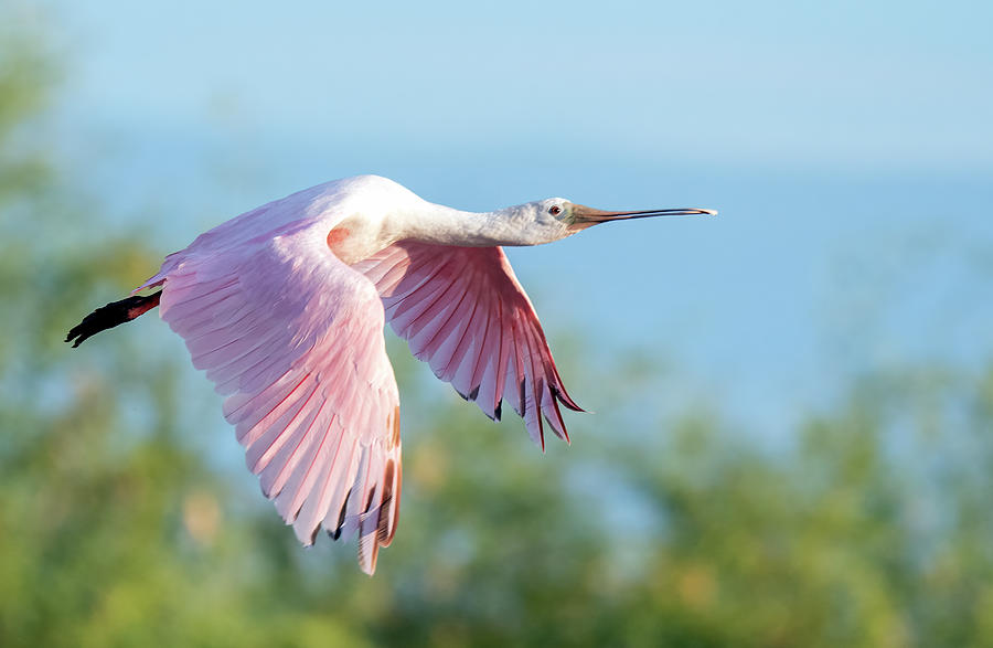 Roseate Spoonbill 4474-073021-2 Photograph by Tam Ryan