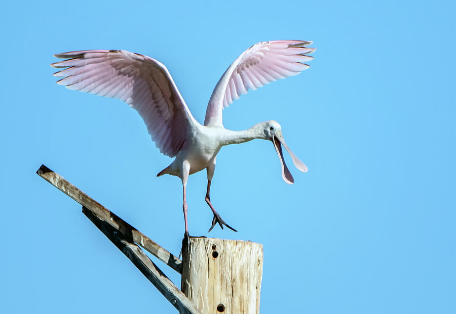 Roseate Spoonbill 4574-101620-2 Photograph by Tam Ryan