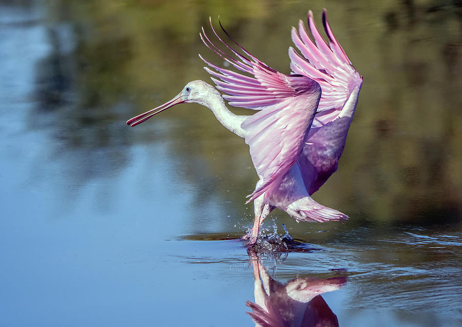 Roseate Spoonbill 5869-102020-2 Photograph by Tam Ryan