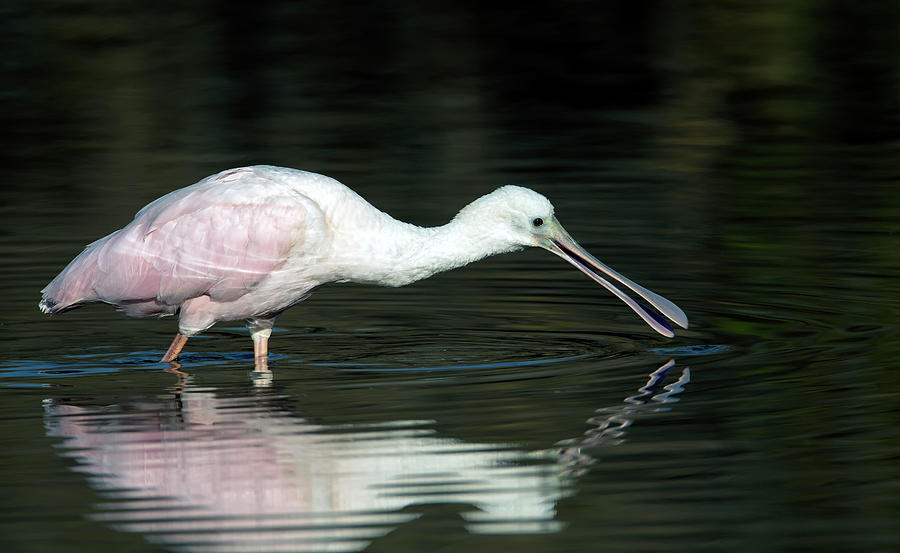 Roseate Spoonbill 5883-011621-2 Photograph by Tam Ryan