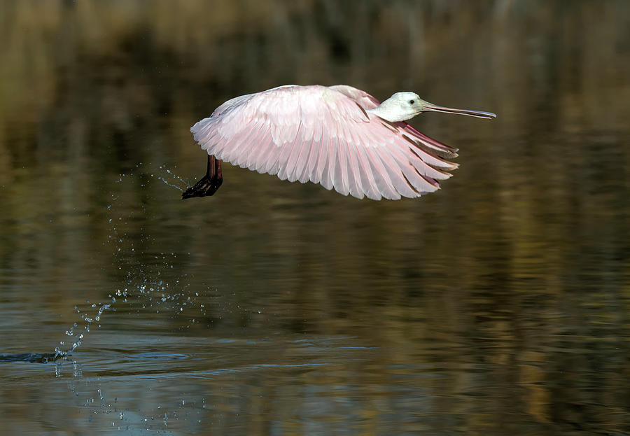 Roseate Spoonbill 5886-011621-2 Photograph by Tam Ryan