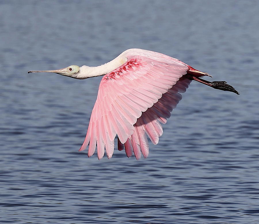Roseate Spoonbill 6 Photograph by Mingming Jiang