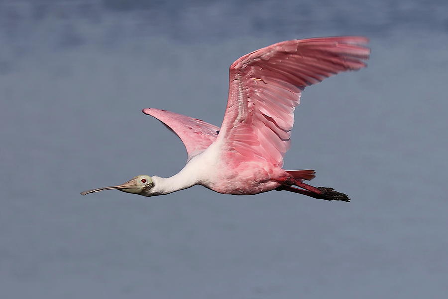 Roseate Spoonbill 7 Photograph by Mingming Jiang
