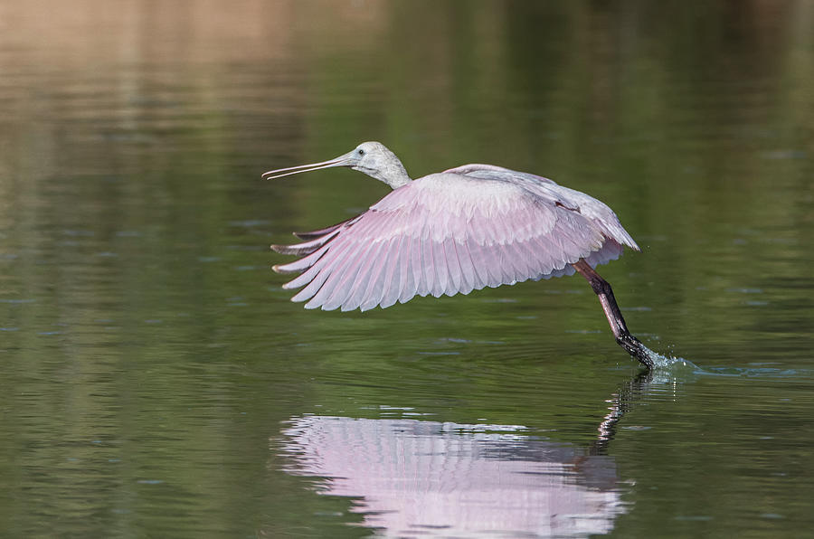 Roseate Spoonbill 7064-102220-2 Photograph by Tam Ryan