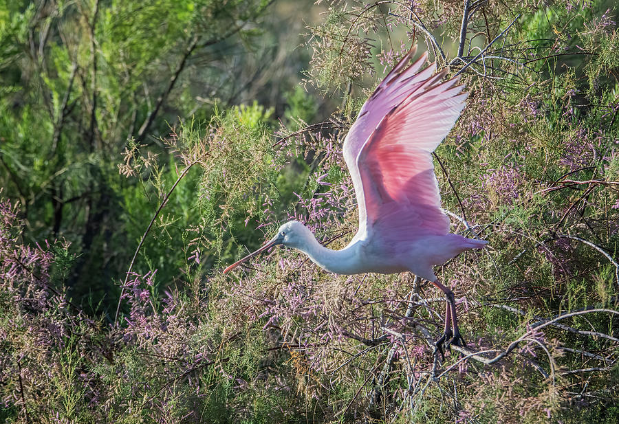 Roseate Spoonbill 7167-031121-2 Photograph by Tam Ryan