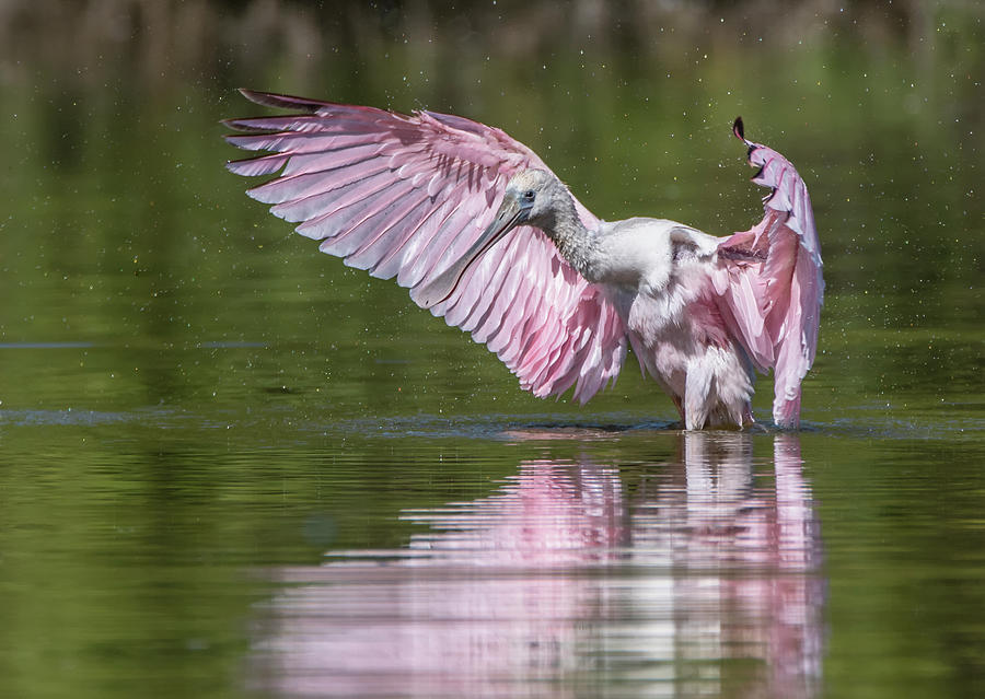 Roseate Spoonbill 7876-102320-2 Photograph by Tam Ryan