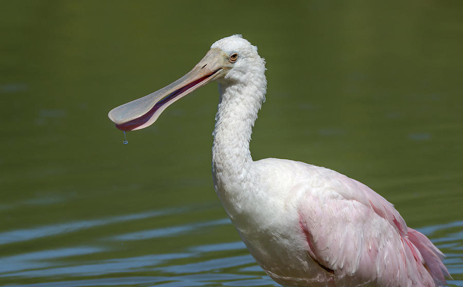 Roseate Spoonbill 7927-052821-2 Photograph by Tam Ryan