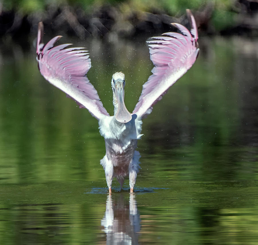 Roseate Spoonbill 7927-102320-2 Photograph by Tam Ryan