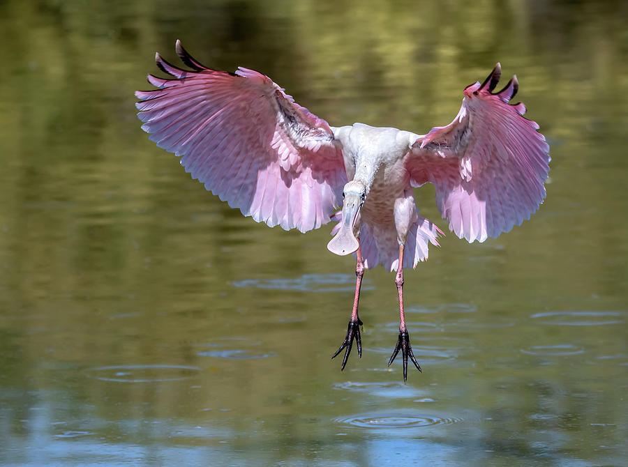 Roseate Spoonbill 7995-102320-2 Photograph by Tam Ryan