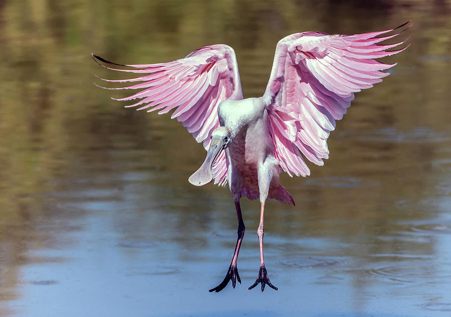 Roseate Spoonbill 7998-102320-2 Photograph by Tam Ryan
