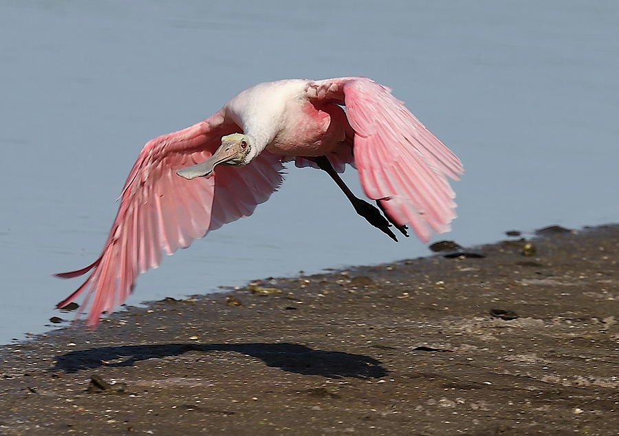 Roseate Spoonbill 8 Photograph by Mingming Jiang