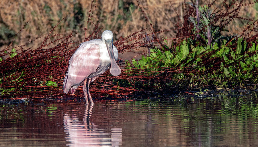 Roseate Spoonbill 8835-012721-2 Photograph by Tam Ryan