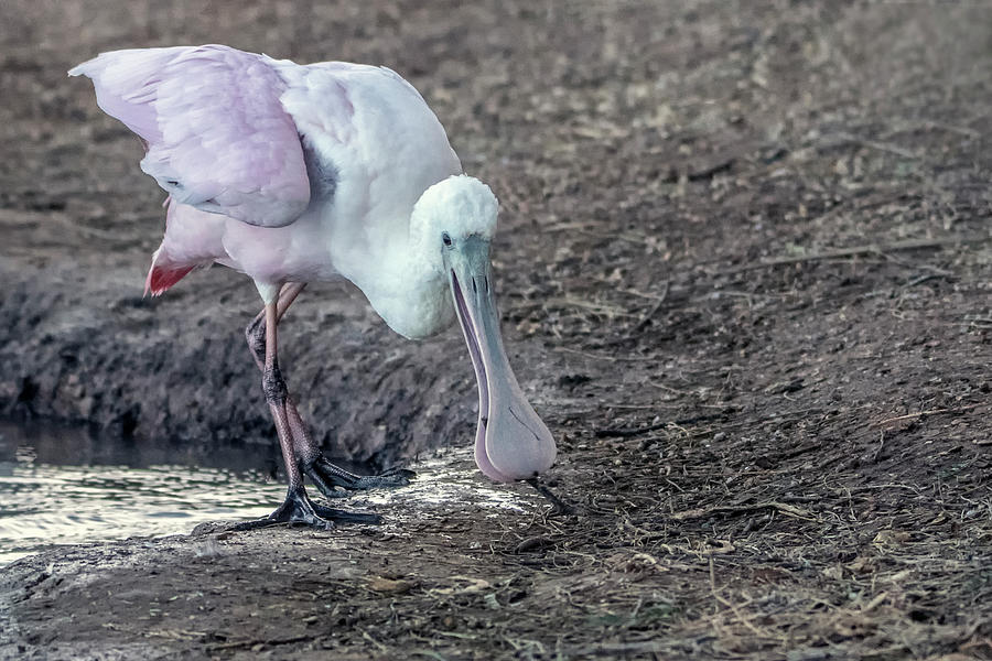 Roseate Spoonbill 9238-012921-2 Photograph by Tam Ryan
