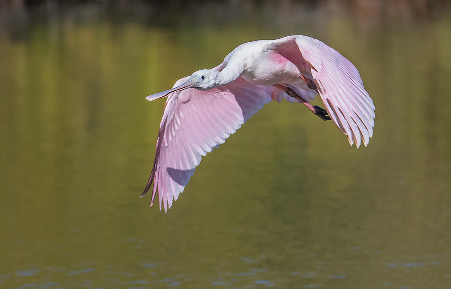 Roseate Spoonbill 9692-121320 Photograph by Tam Ryan