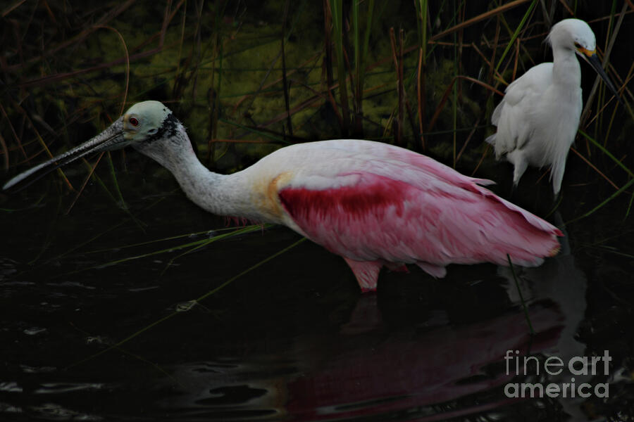 Bird Photograph - Roseate Spoonbill and A Snowy Egret by Brenda Harle