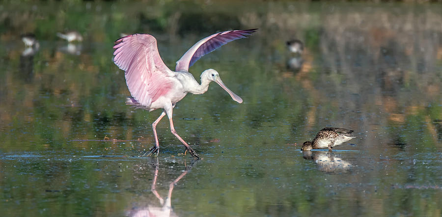 Roseate Spoonbill and American White Pelican 3415-111920-2 Photograph by Tam Ryan