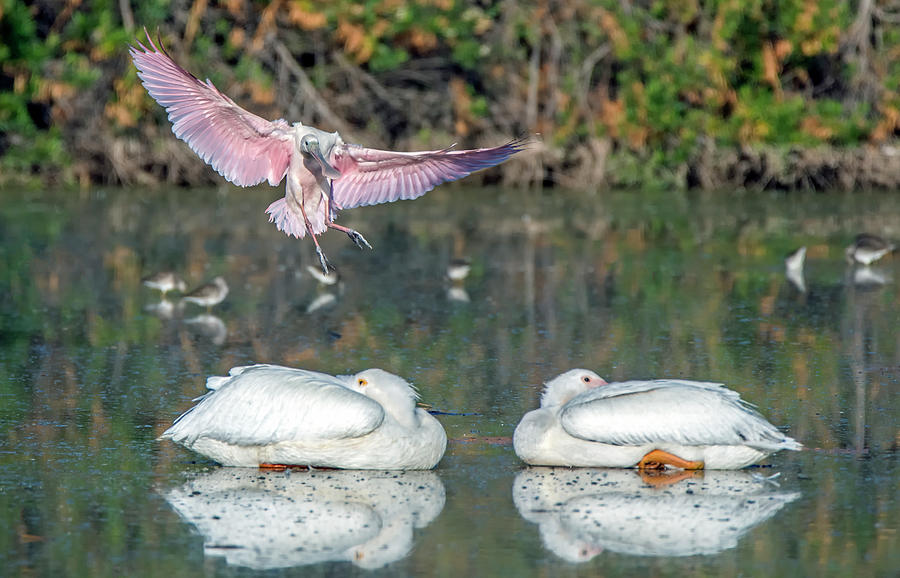 Roseate Spoonbill and American White Pelicans 3406-111920-2 Photograph by Tam Ryan