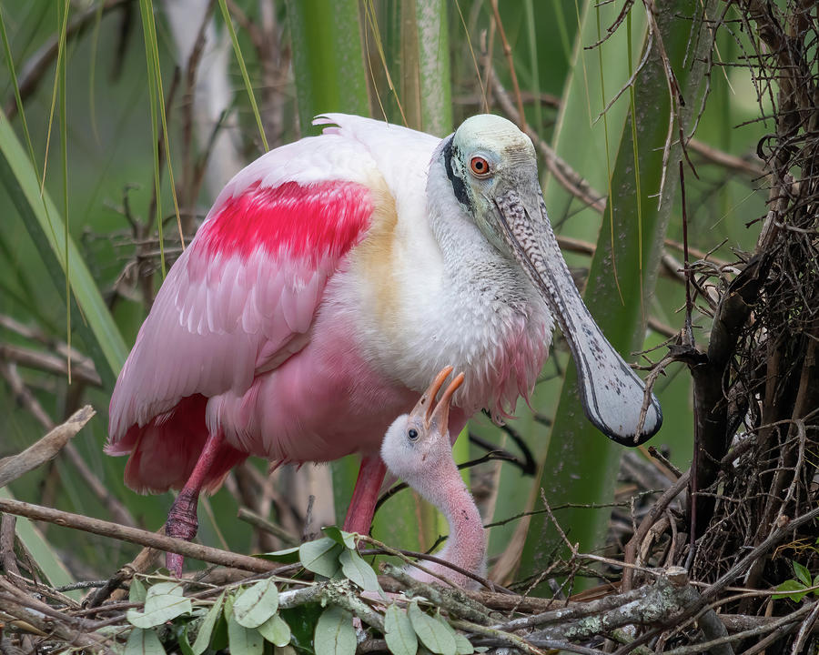 Roseate Spoonbill and Chick at Nest Photograph by Bradford Martin
