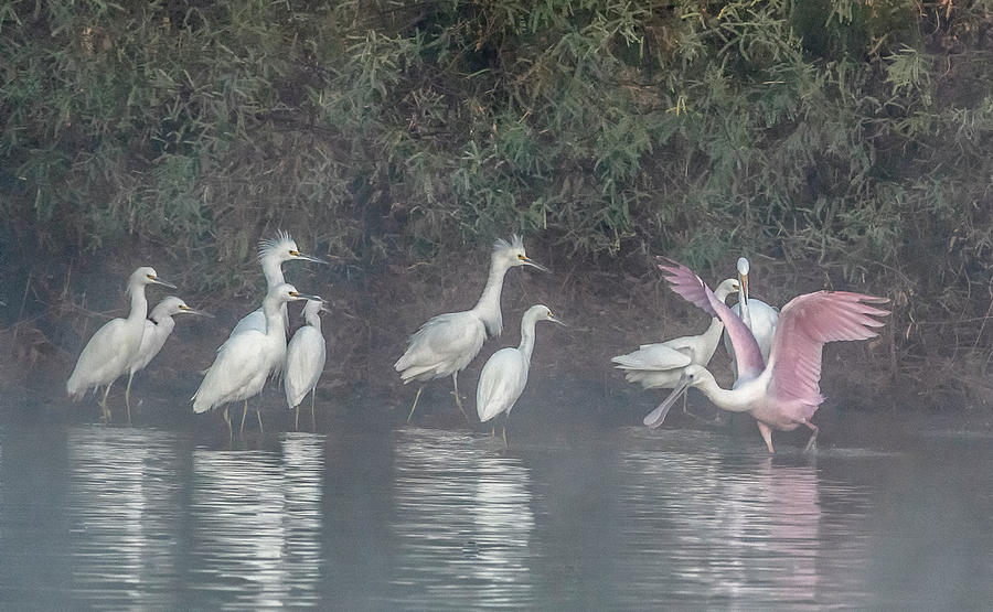 Roseate Spoonbill and Egrets 9503-013021-2 Photograph by Tam Ryan