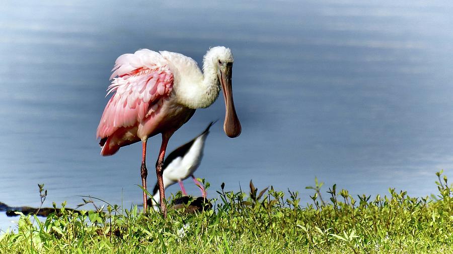 Roseate Spoonbill and Friend Photograph by Carol Bradley