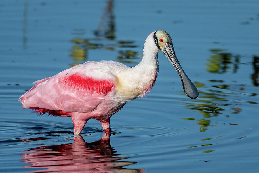 Roseate Spoonbill and Ripples Photograph by Bradford Martin
