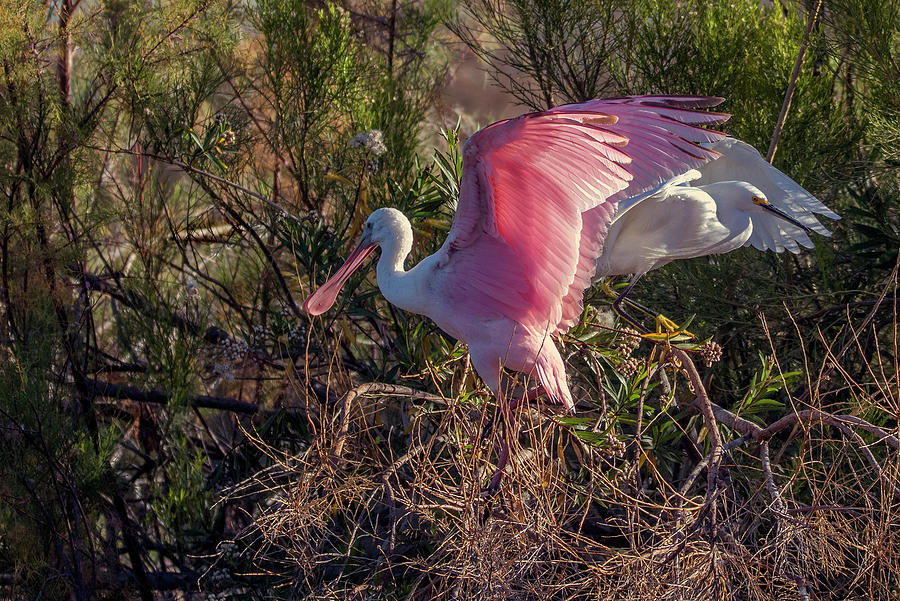Roseate Spoonbill and Snowy Egret 5099-022721-2 Photograph by Tam Ryan