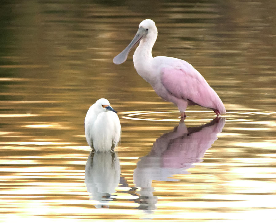 Roseate Spoonbill and Snowy Egret 6009-011821-2 Photograph by Tam Ryan