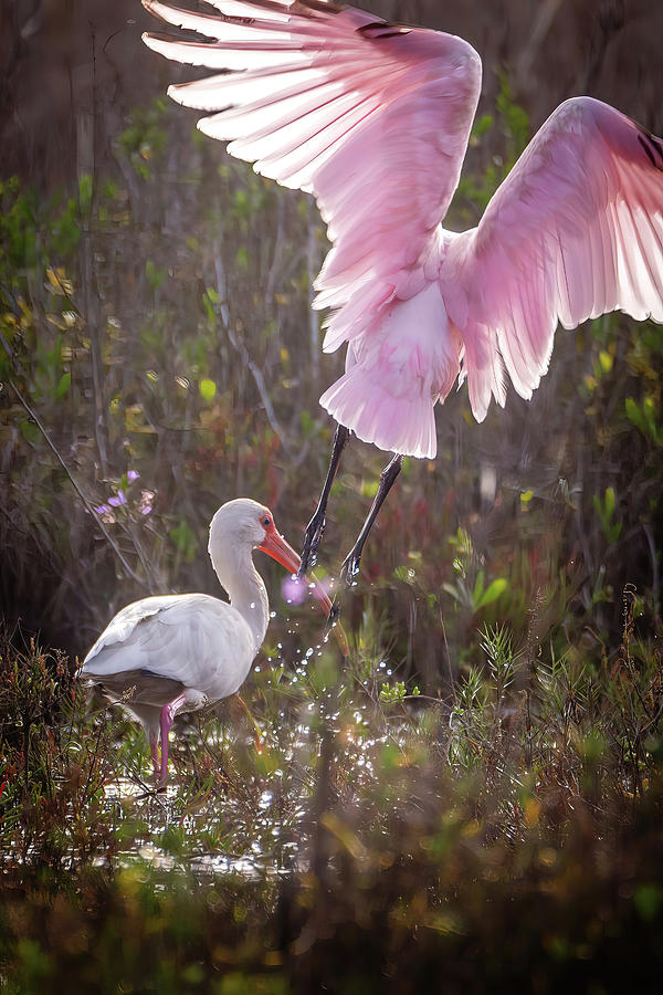 Roseate Spoonbill and White Ibises  Photograph by Bryan Moore