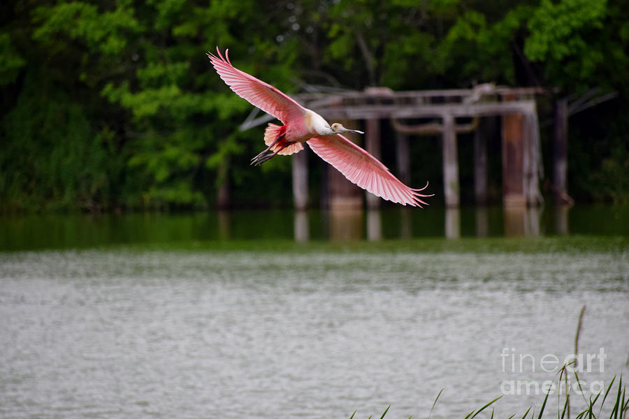 Roseate Spoonbill Photograph by Anita Streich