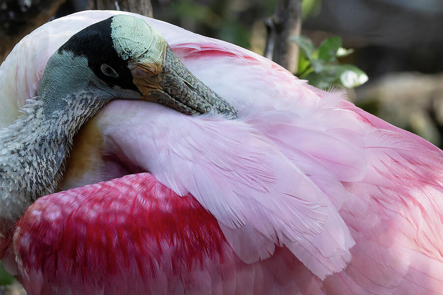 Wildlife Photograph - Roseate Spoonbill at rest by William Mertz Photography