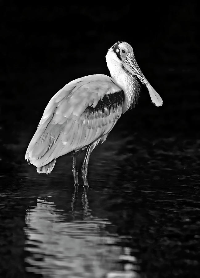 Roseate Spoonbill BW Photograph by Susan Candelario