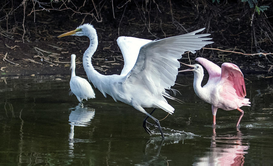 Roseate Spoonbill Chases Great Egret 1790-070421-2 Photograph by Tam Ryan