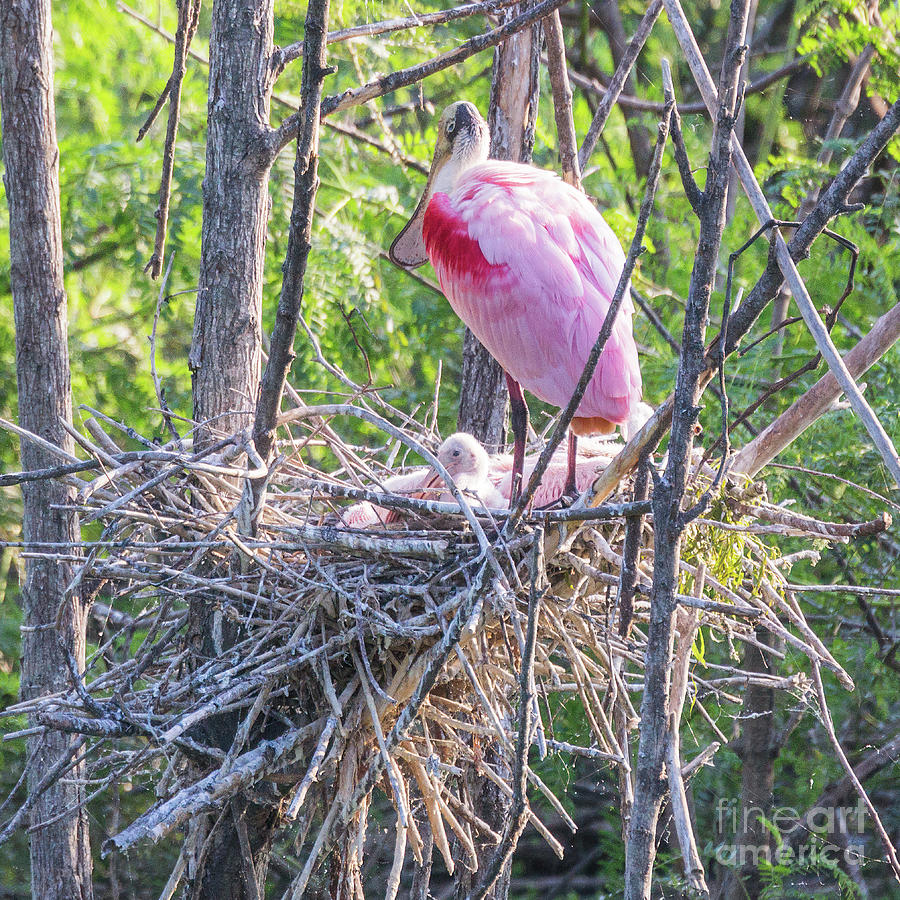 Roseate Spoonbill Chicks Photograph by Tom Watkins PVminer pixs