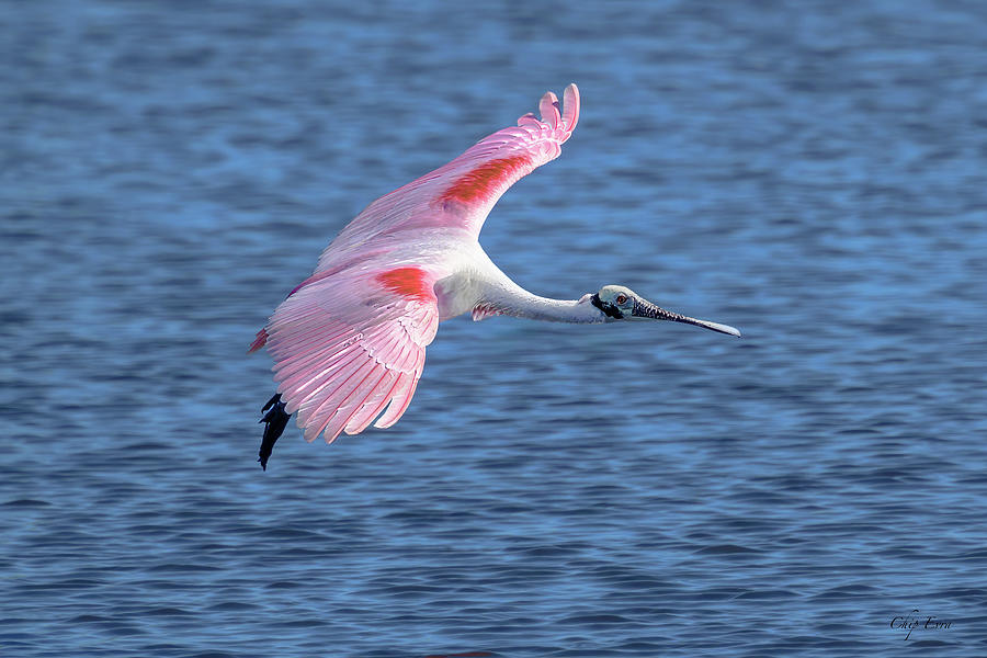 Roseate Spoonbill Photograph by Chip Evra