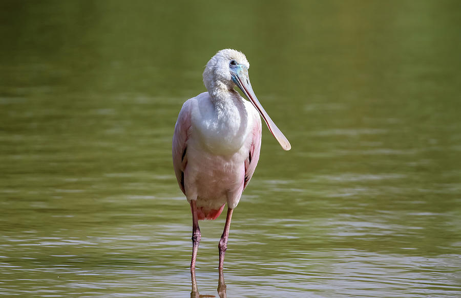 Roseate Spoonbill Close Up Photograph by Dawn Richards