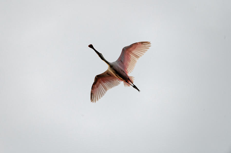 Roseate Spoonbill Photograph by Colin Hocking
